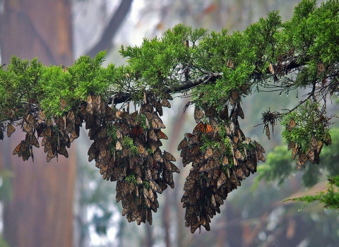 two clumps of black, orange and white butterflies hang from tree branch
