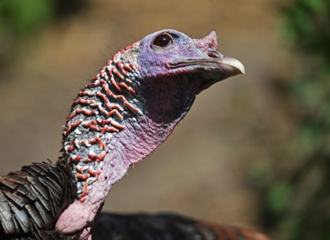 The pink wattled head and neck of a wild turkey