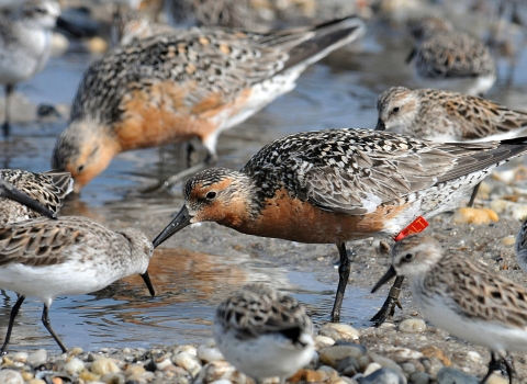 Rufa red knot feeding along with other shorebirds