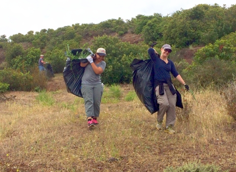 Two women coworkers at OMRON Scientific Technologies haul off invasive French broom from Don Edwards San Francisco Bay Refuge.