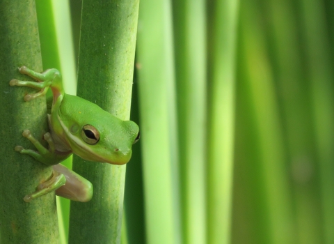A green tree frog clings to bright green stalks at Aransas National Wildlife Refuge in Texas.