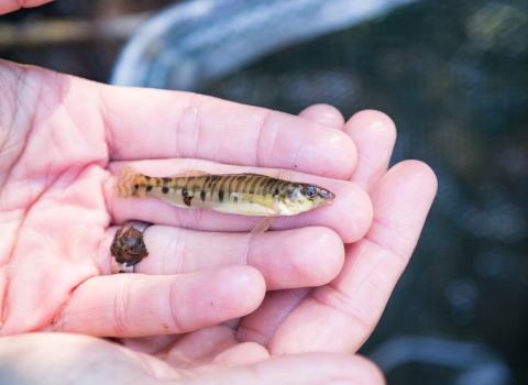 a tiny striped fish laying on a hand
