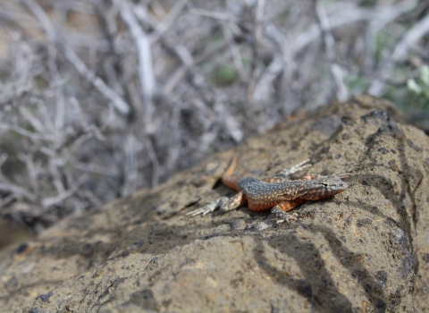 Side blotched lizard on rock