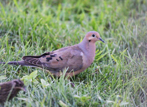 Mourning Doves in grass