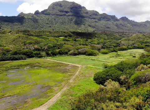 Old square-shaped taro fields have been reverted back to wetlands. Dramatic mountains border the property. The landscape is lush, green, and wild.