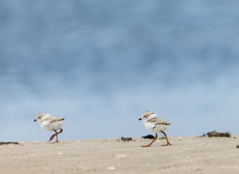 Two piping plover chicks walking on the beach
