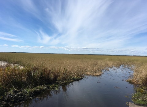 An open channel of wetland leads your eye into the dense stand of wild rice covering the remainder of the wetland. Above the water, thin white clouds streak across the blue sky.