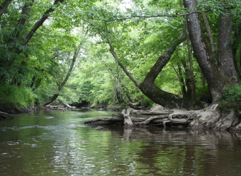 Sky is barely visible from this serene pool of green water surrounded by a canopy of very tall luscious green trees.
