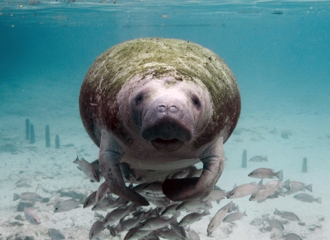 Florida manatee swims in shallow water toward camera.