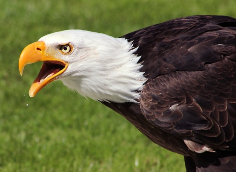 Head shot of bald eagle - white head, yellow beak, and brown body of feathers