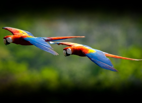 Two scarlet macaws flying past forest