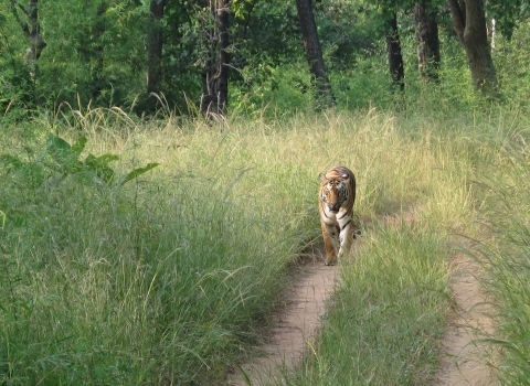 A tiger walks along a dirt road cutting through tall grasses, with forest in the background