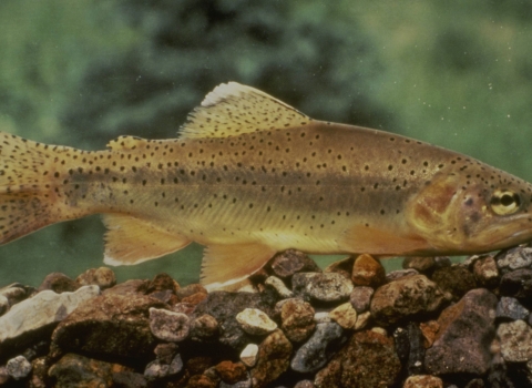 A closeup profile view of an Apache Trout.