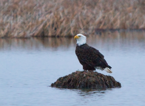 Bald eagle with white head and brown body sitting on a lump of brown plant material