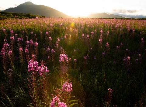 Large meadow of pink fireweed flowers