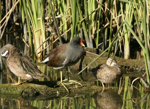 three waterfowl stand on a rock in a marsh