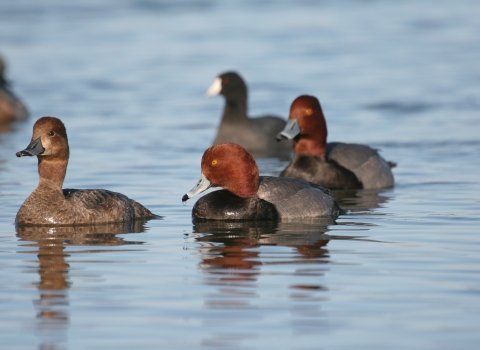 An image of three redhead ducks swimming.