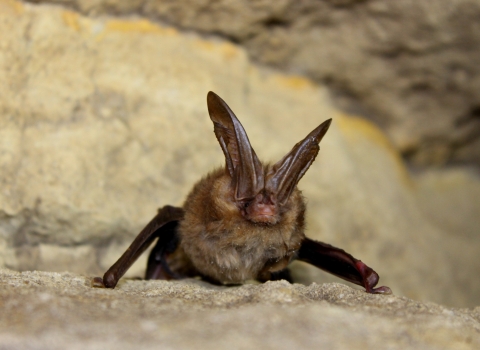 brown bat with large ears on a rocky surface