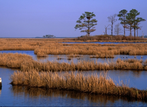 Tidal marshes at Blackwater NWR with a few pine trees in the background.