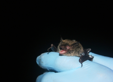 fury bat with its mouth open is held by gloved researcher