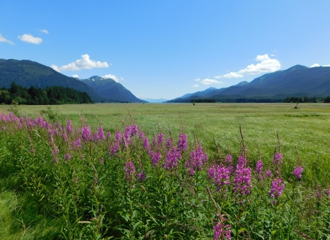 fireweed flowers with mountains in the background