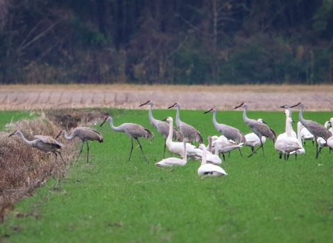 A line of tall sandhill cranes walking on bright green grass with a group of white tundra swans