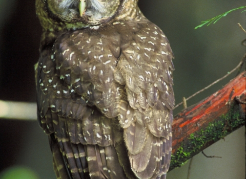 A Spotted owl on a branch. 