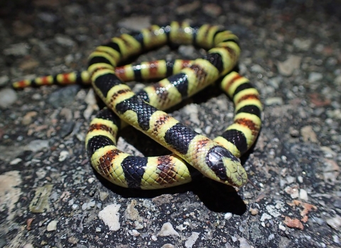 Close up of Tucson shovel-nosed snake.. 
