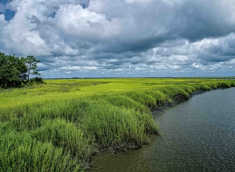 Tall bright green grasses in a salt marsh. Salt marshes are coastal wetlands which are flooded and drained by tides.