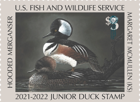 Montana Artist Chuck Black Wins 2023 Federal Duck Stamp Art Contest | U ...