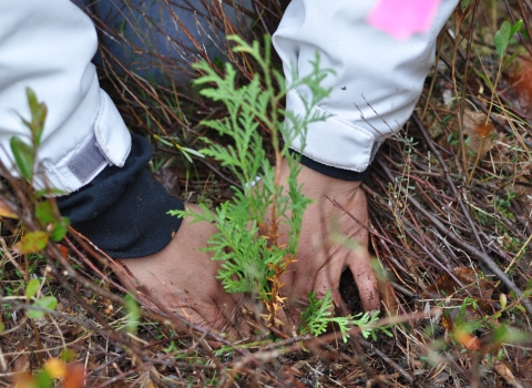 pair of hands planting a cedar seedling in a forested wetland