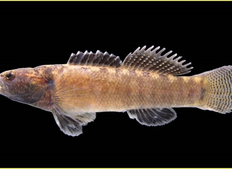 Relict Darter