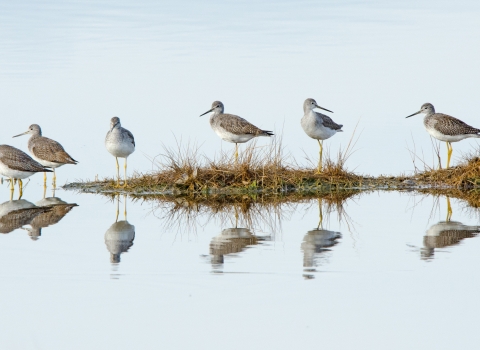 Shorebirds in the salt marsh