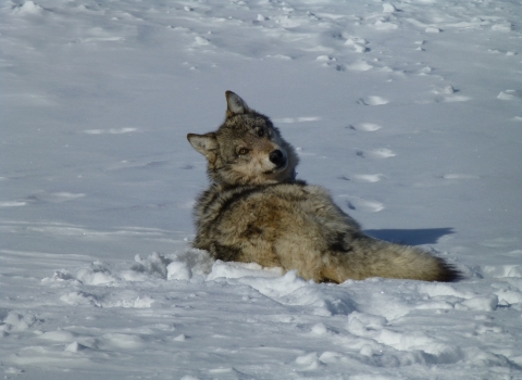 A gray wolf in the snow