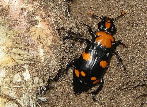 American Burying Beetle