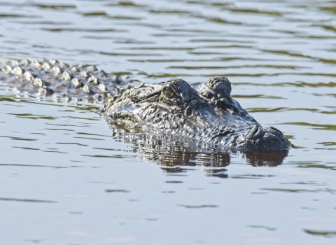 Alligator appear above water