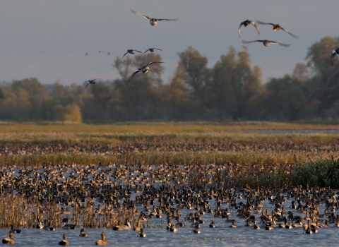 ducks and geese mostly in water with 9 flying. trees in background