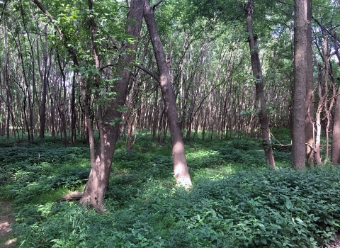 Forest view of green lower canopy and green leaves of upper canopy. 