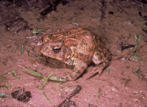 A Houston toad in mud.