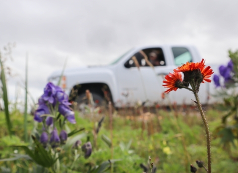 bright orange flower grows next to purple bell-shaped flowers in a field by a roadside