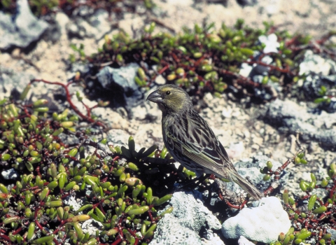 A Laysan finch on rocks and spots of green vegetation around. 