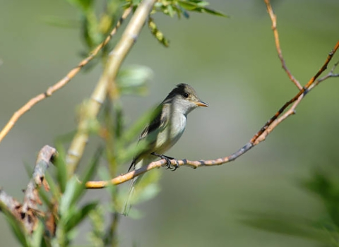 A Willow Flycatcher perched on a branch.
