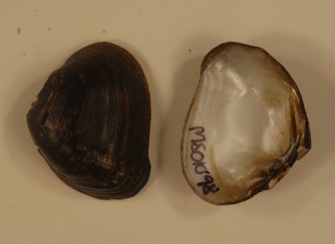 An open southern combshell with both parts separated and tag by a written ID.