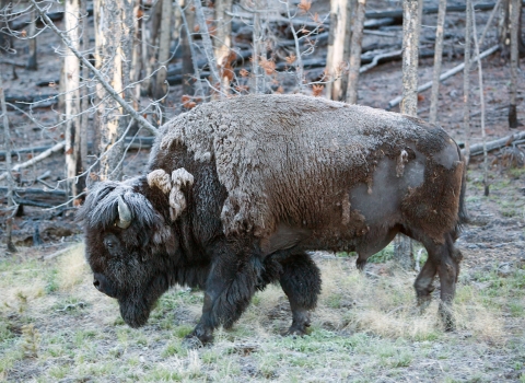 Adult bison