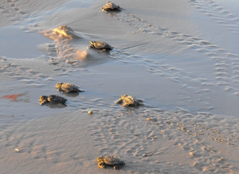 eight baby sea turtles on wet sand at a beach