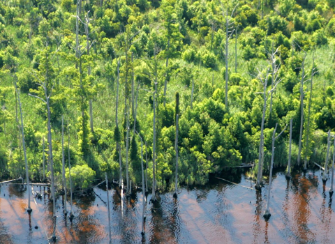 Aerial view of Alligator River National Wildlife Refuge