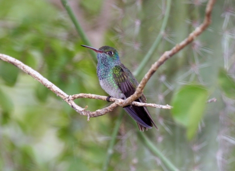 Honduran emerald perched on a small branch. 