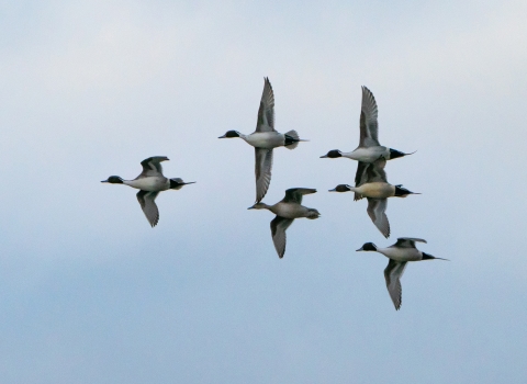 A small flock of Northern pintails flies over a wetland at Baskett Slough National Wildlife Refuge