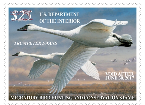 Federal Duck Stamp of a pair of Trumpeter Swan in flight. 