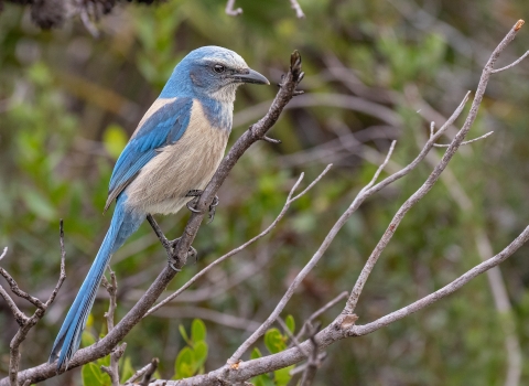 a blue and grey bird perched on a branch